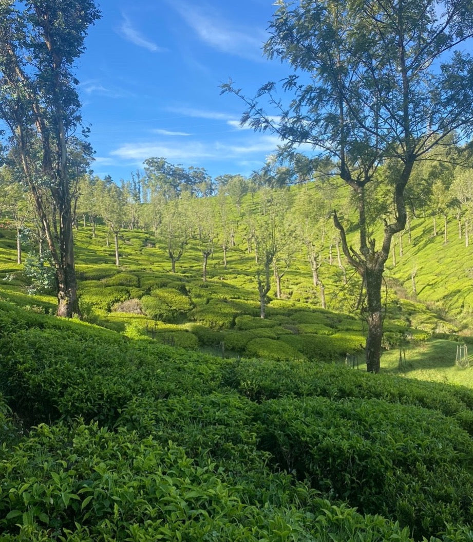 Havakai Frost Tea